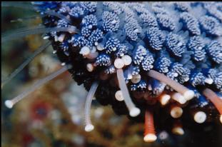 CLOSE UP OF SUNFLOWER STAR ARM