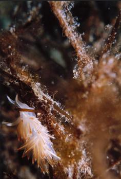OPALESCENT NUDIBRANCH