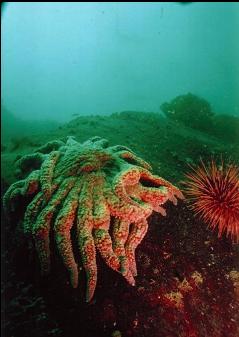 SUNFLOWER STAR AND URCHIN ON WALL