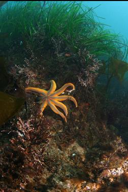 seastar in shallows