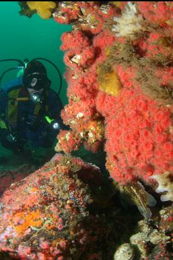 copper rockfish under anemones