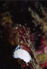 NUDIBRANCH