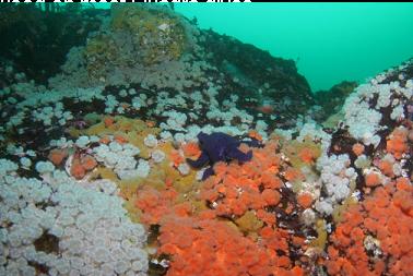 anemones at top of wall