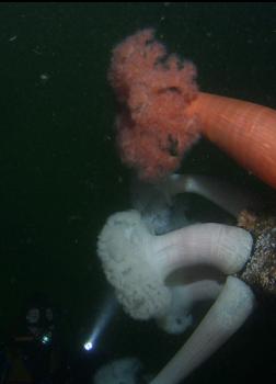 plumose anemones