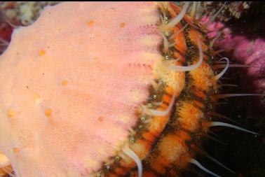 swimming scallop