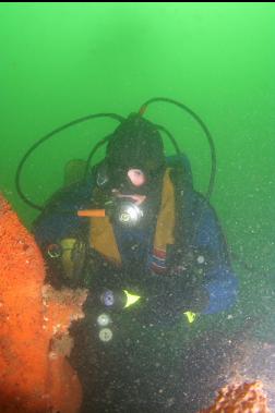 orange colonial tunicates on boulder