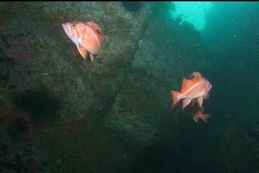 canary rockfish