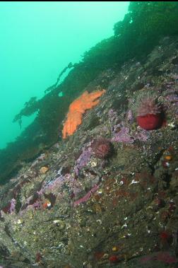 seastar and anemones