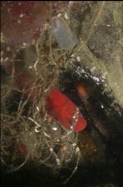 cropped close-up of red brotula