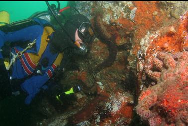 sunflower star on wall on first dive