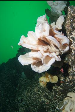 juvenile yelloweye under sponge