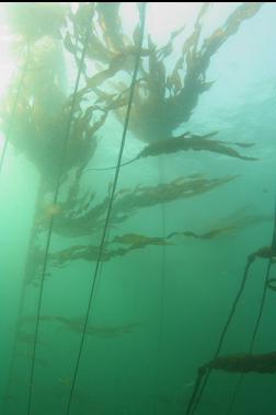 kelp from 30 feet deep