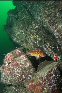 copper rockfish on wall