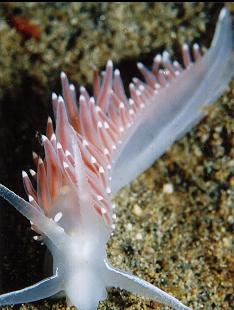 NUDIBRANCH