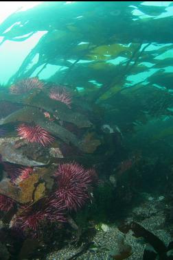 urchins and stalked kelp