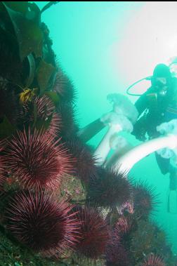 plumose anemones and urchins