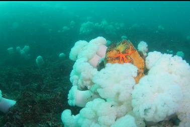 seastar on sulphur sponge and plumose anemones