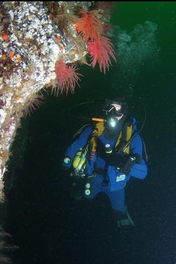 crimson anemones on wall