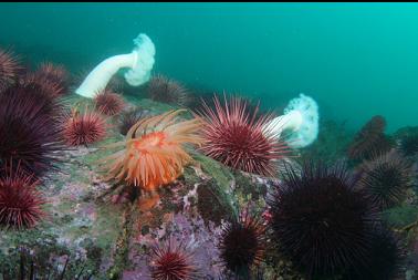 urchins and anemones on deeper reef