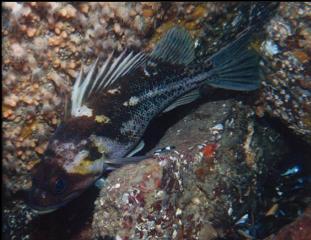 COPPER ROCKFISH AND ZOANTHIDS