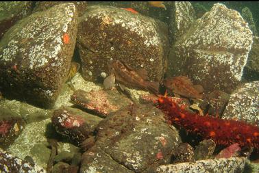 rockfish and sea cucumber
