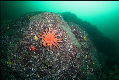 seastars and copper rockfish 80 feet deep