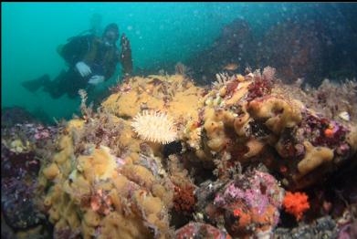 anemone and yellow tunicate colony