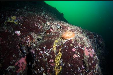 swimming anemone