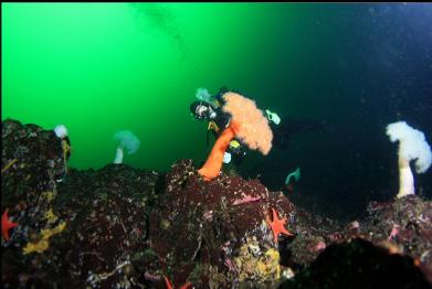 plumose anemones on wall