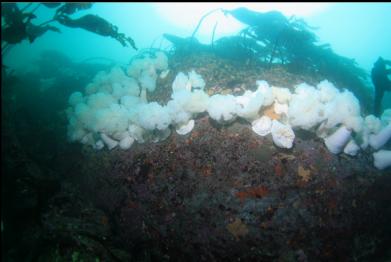 plumose anemones