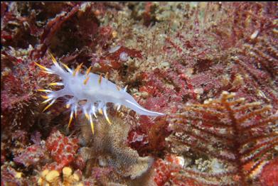 nudibranch