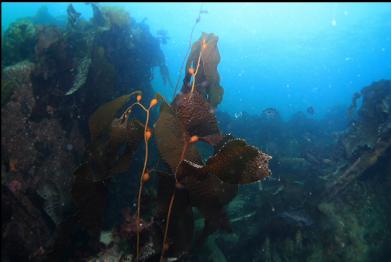 small giant kelp
