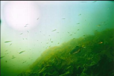 PERCH IN SHALLOWS