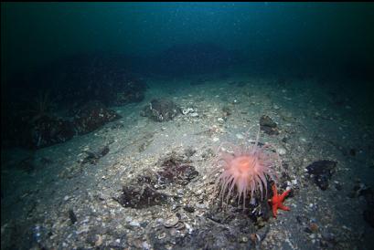 crimson anemone