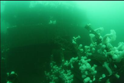 plumose anemones on sections of collapsed wheelhouse