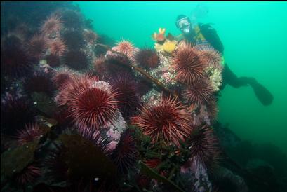 urchins at end of reef