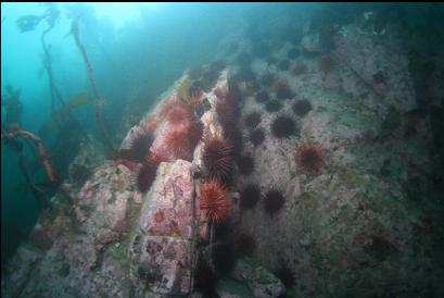 urchins on small wall