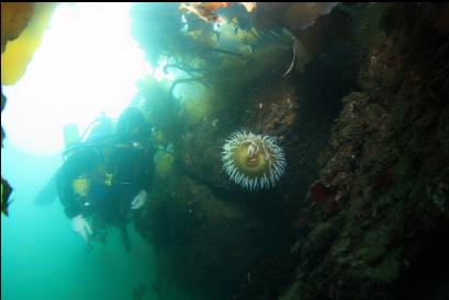 fish-eating anemone