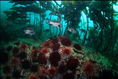 black rockfish