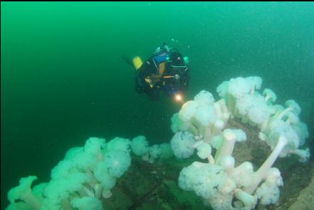 plumose anemones at the top of the wall