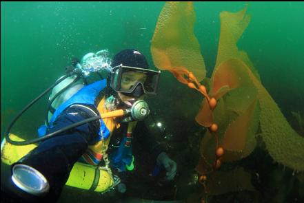 macrocystis kelp