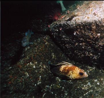 QUILLBACK ROCKFISH AND KELP GREENLING
