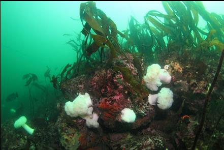 plumose anemones at the top of the reef