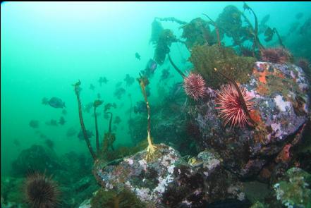 rockfish over boulders