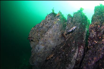 rockfish at the base of the slope near my boat