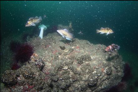 kelp greenling and copper rockfish