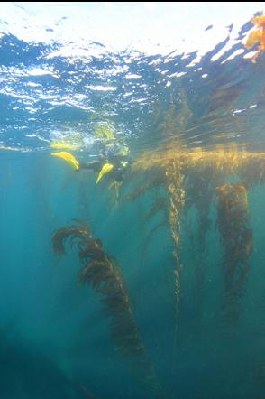 at the surface near the kelp