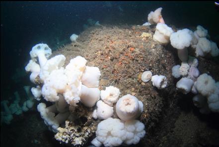 plumose anemones