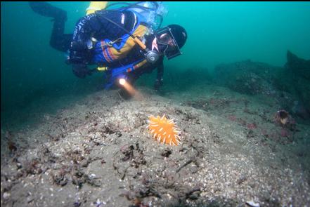 nudibranch