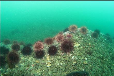 urchins on a ledge